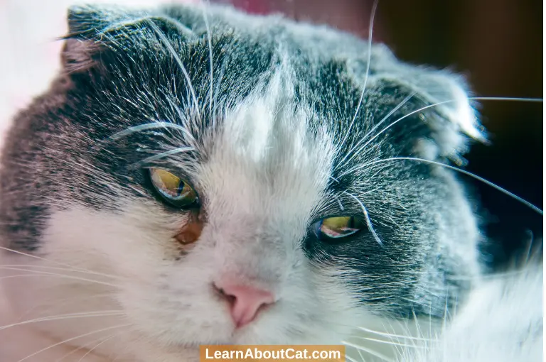 Cat Eye Problems: Most Common Eye Issues in Cats