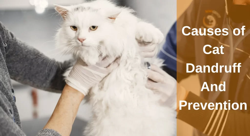 Causes of Cat Dandruff And Prevention A Guide to Dandruff in Cats