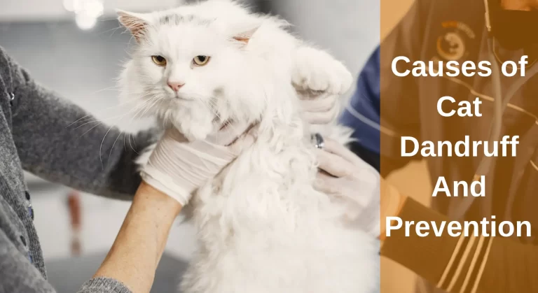 Causes of Cat Dandruff And Prevention – A Guide to Dandruff in Cats