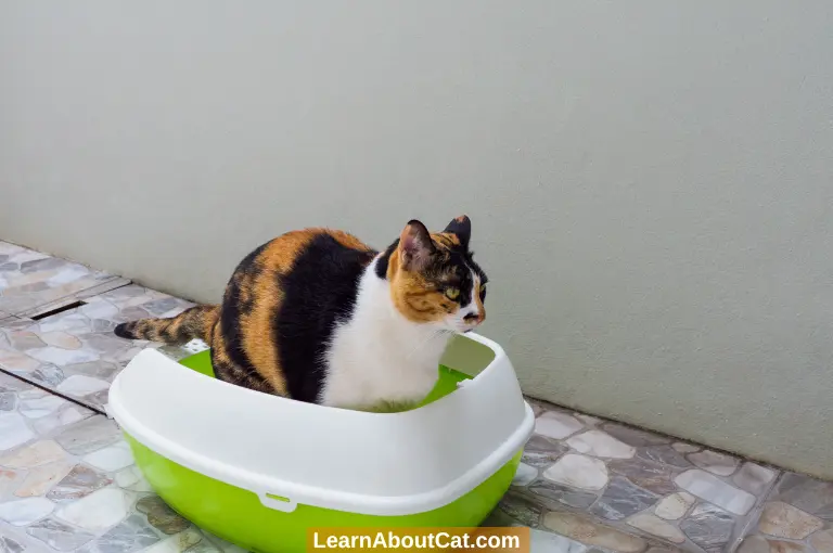 Dangers of Dirty Litter Boxes