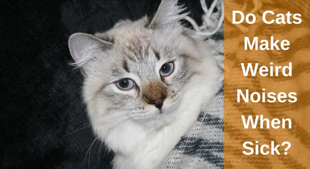 Do Cats Make Weird Noises When Sick? All You Need To Know LearnAboutCat