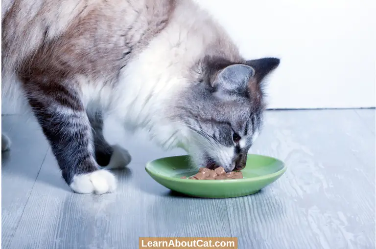 Feed Dry Food