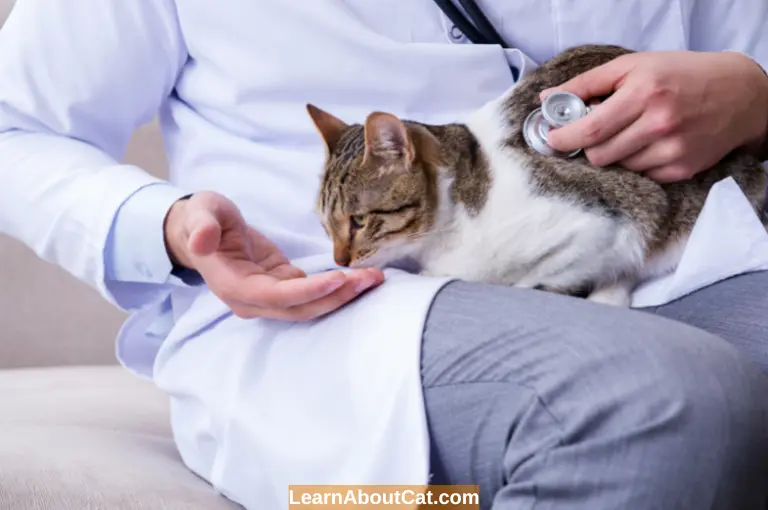 Feline Asthma Symptoms Diagnosis and treatment