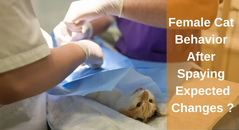 Female Cat Behavior After Spaying: Expected Changes?