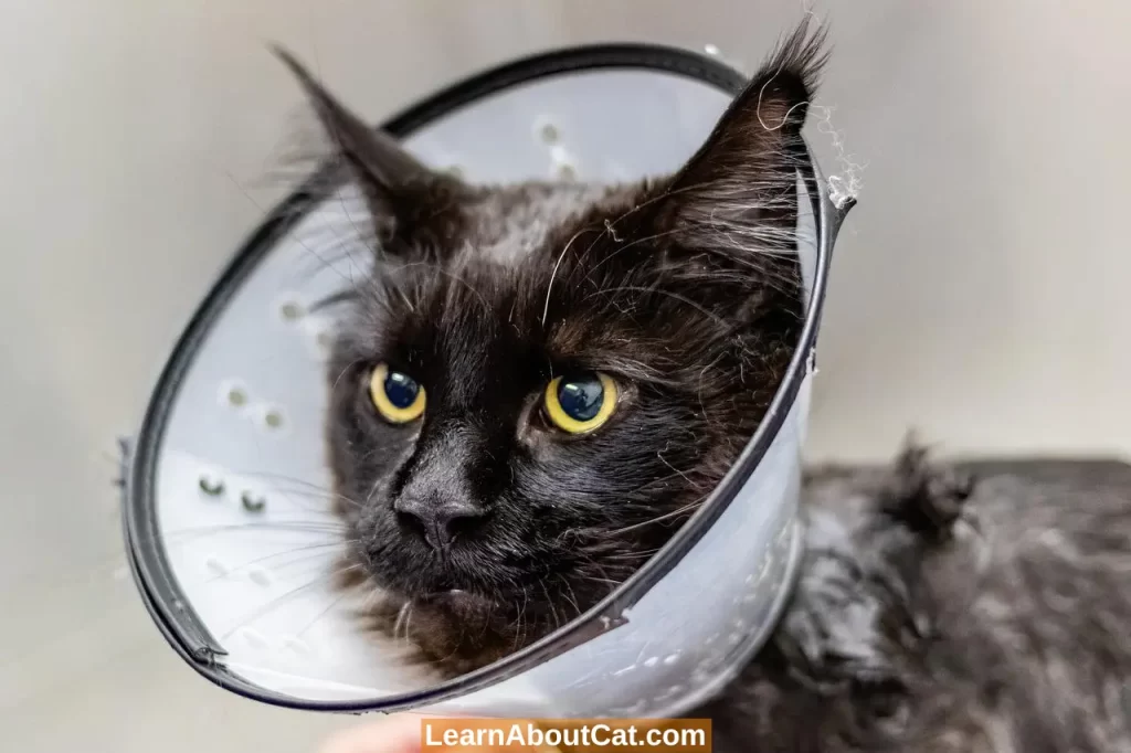 Female Cat Behavior After Spaying Expected Changes