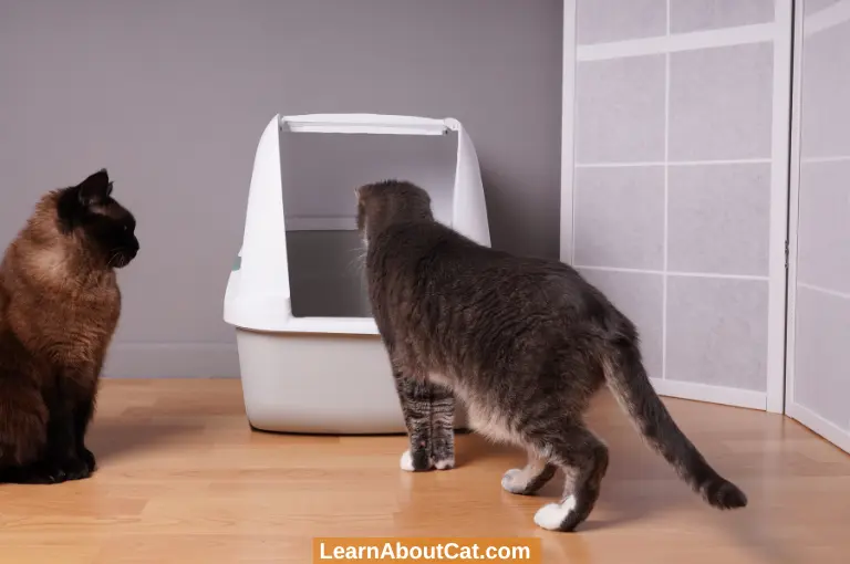 For Multiple Cats How Should the Litter boxes be Arranged