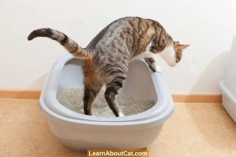 How to Keep Cat Litter Off the Floor? [Asnwered] LearnAboutCat