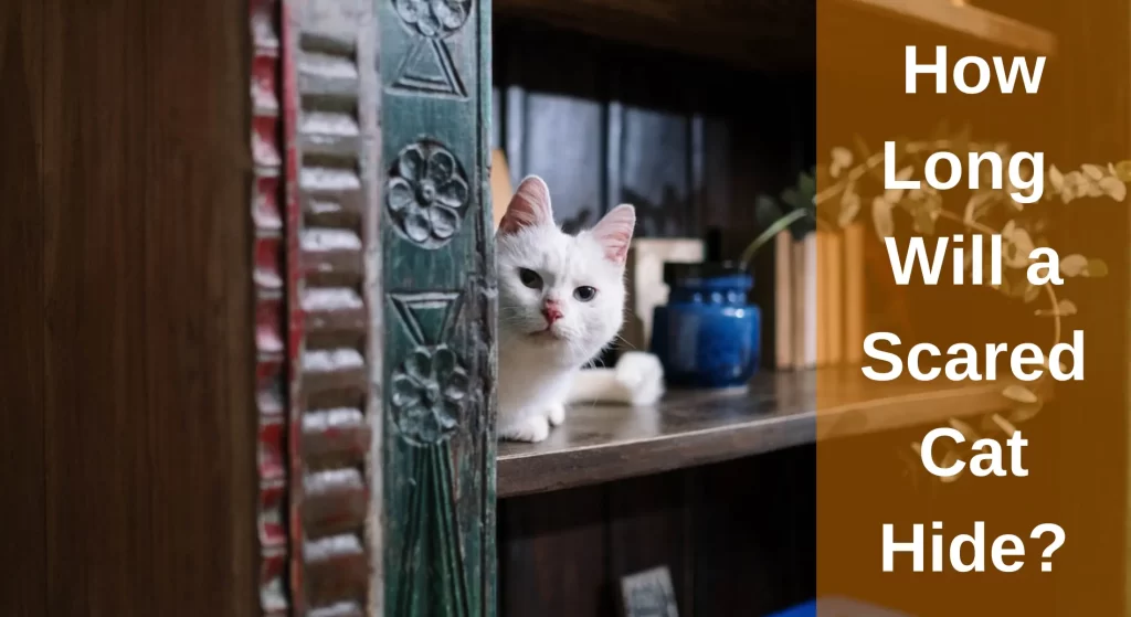 How Long Will a Scared Cat Hide? Cat Hiding Behaviour Explained
