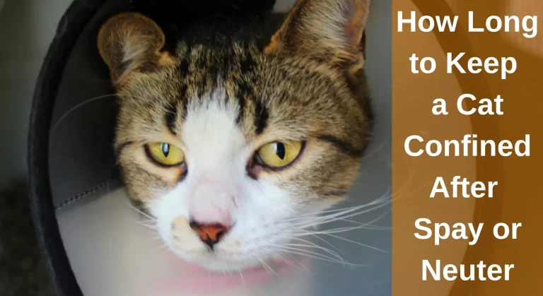 How Long to Keep a Cat Confined After Spay or Neuter?