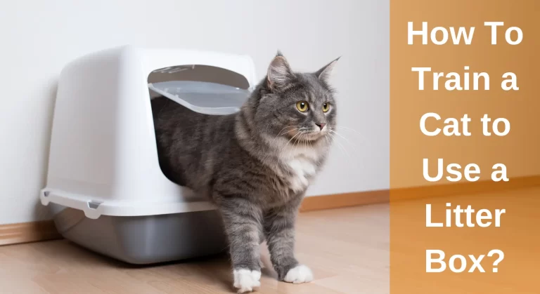 How To Train a Cat to Use a Litter Box? A Guide to Litter Box Issues