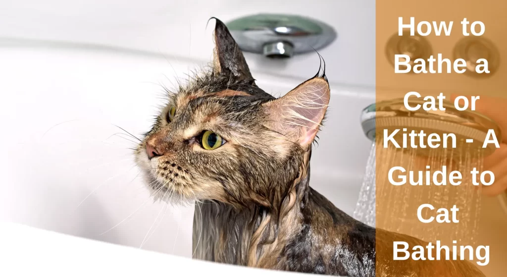 How to Bathe a Cat or Kitten? [Step By Step Guide] LearnAboutCat