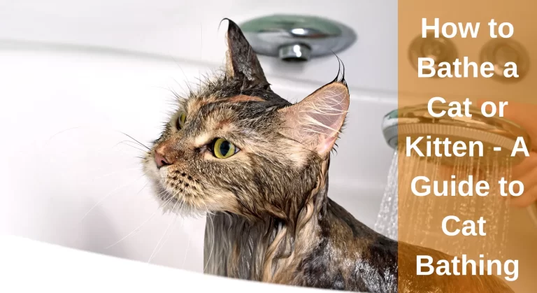 How to Bathe a Cat or Kitten? -[Step By Step Guide]