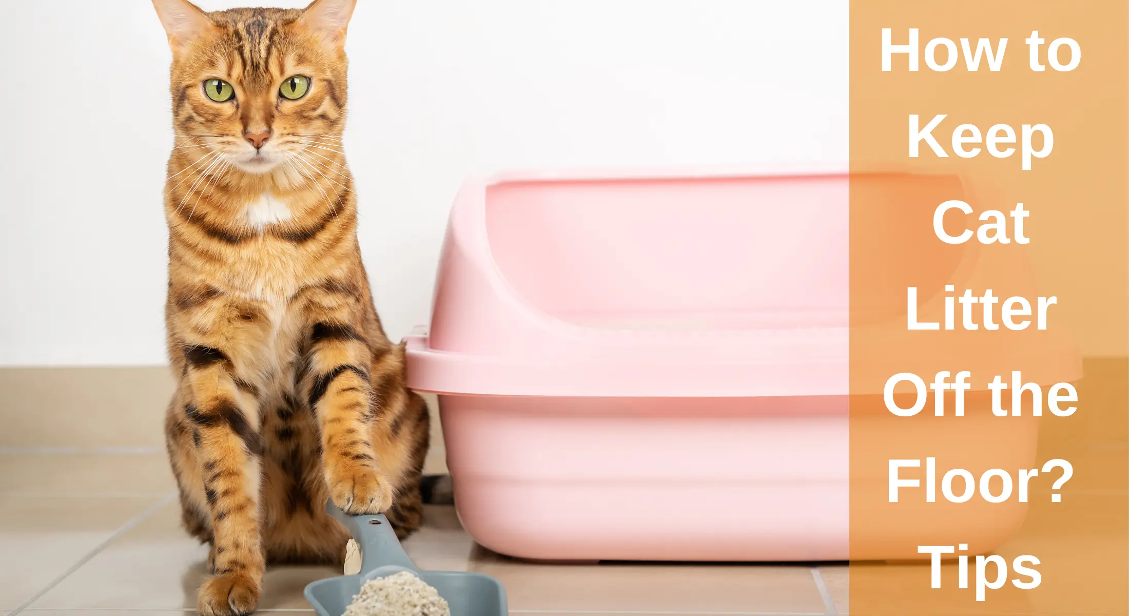 How to Keep Cat Litter Off the Floor? Tips - LearnAboutCat
