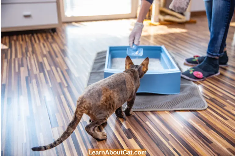 How to Prevent & Solve Litter box Problems