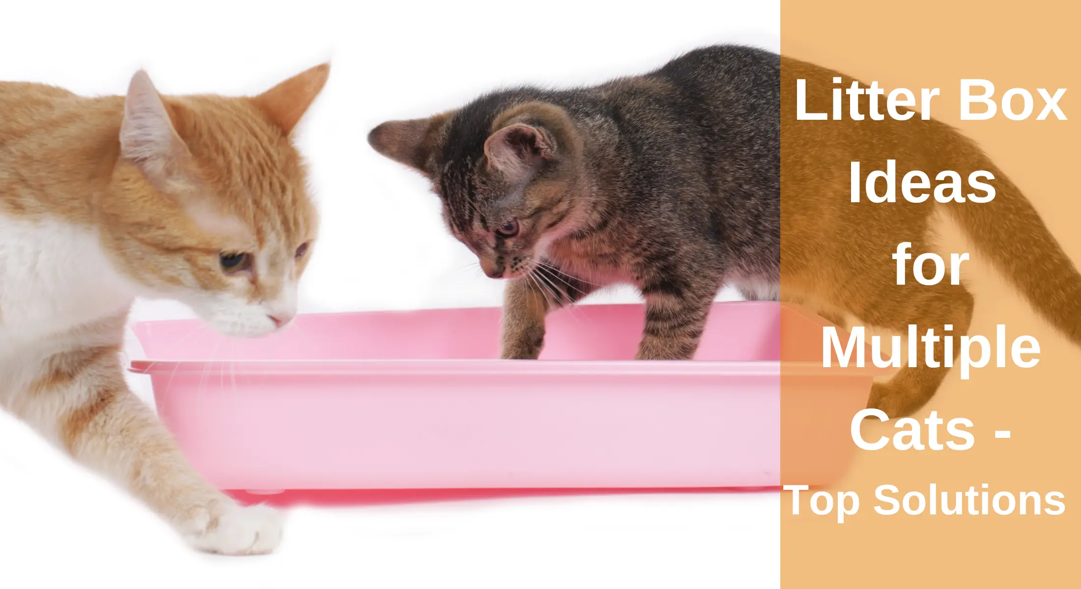 The 13 Best Cat Litter Boxes For 2023, Tested And Reviewed