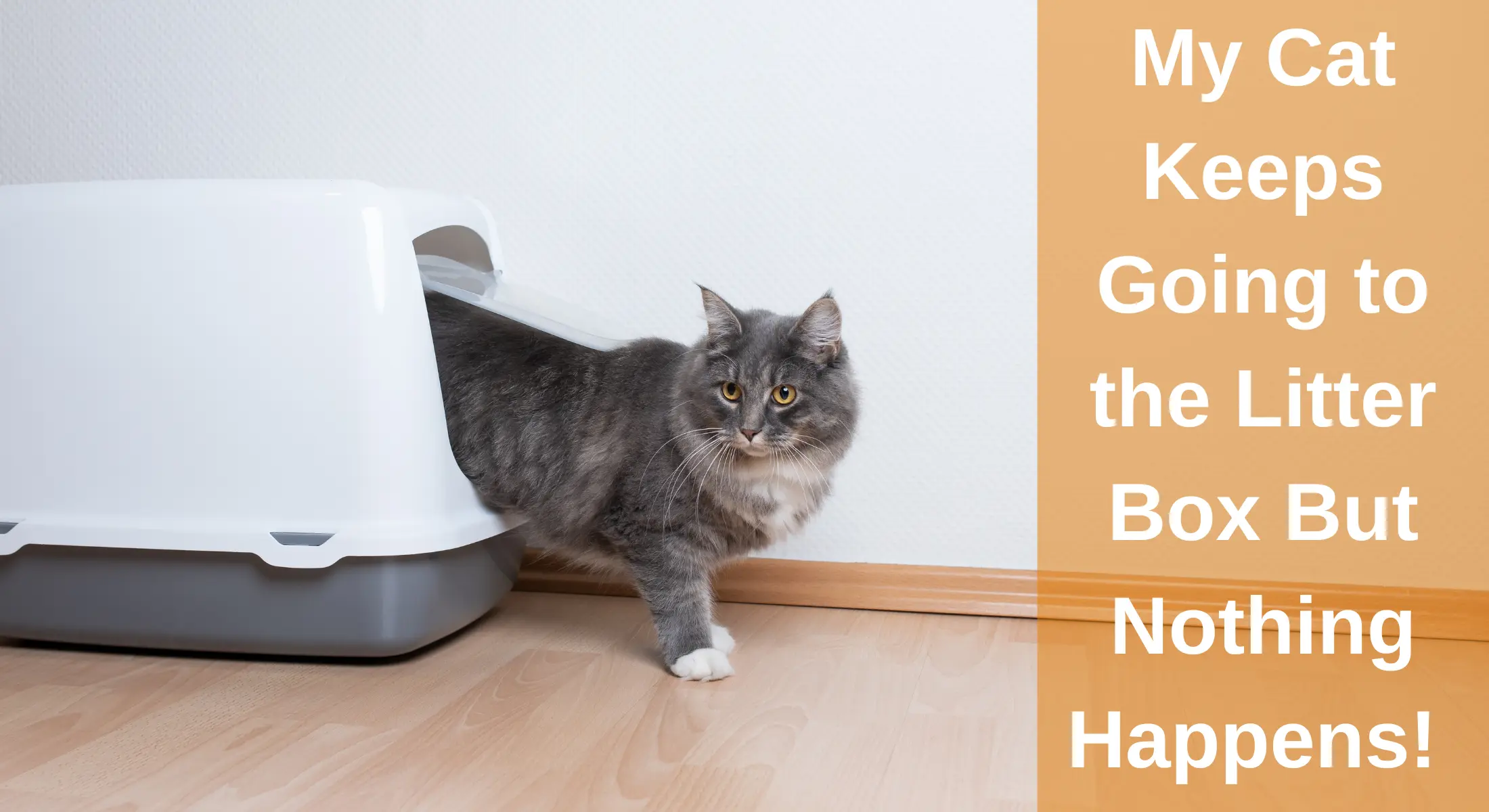 Common Reasons Why Cats Pee Outside The Litter Box, 46 OFF