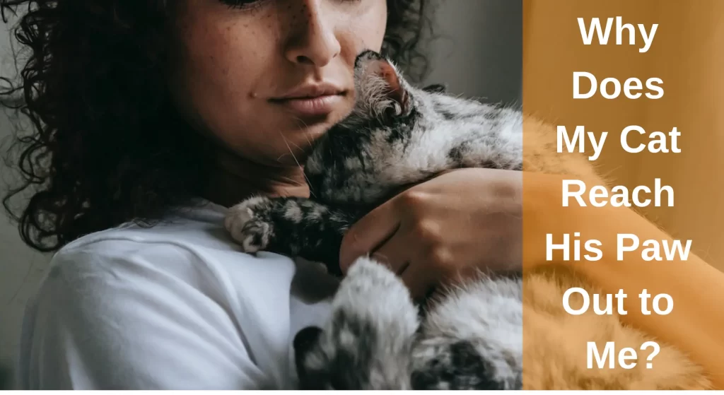Why Does My Cat Reach His Paw Out to Me? The Secret Behind Your Cat's
