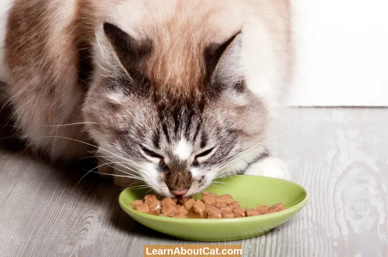 Senior Cat Feeding Considerations