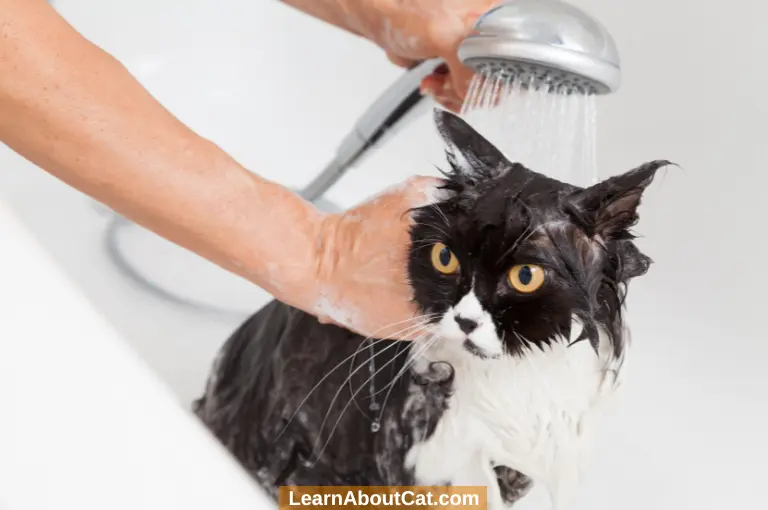 Steps for Bathing a Cat