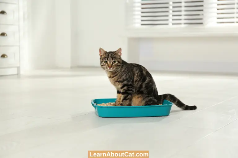 How to Neutralize Ammonia in Cat Litter