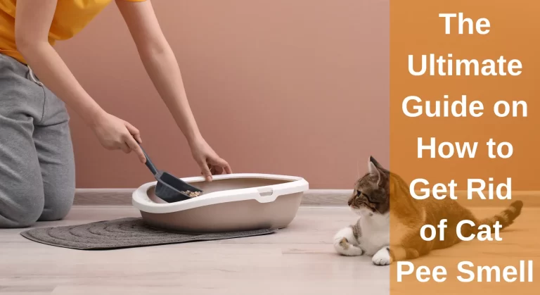 The Ultimate Guide to How to Get Rid of Cat Pee Smell