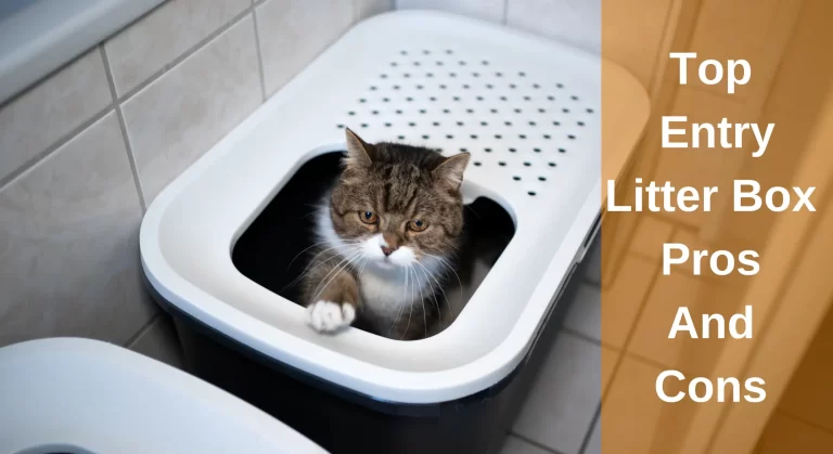 Top Entry Litter Box Pros And Cons