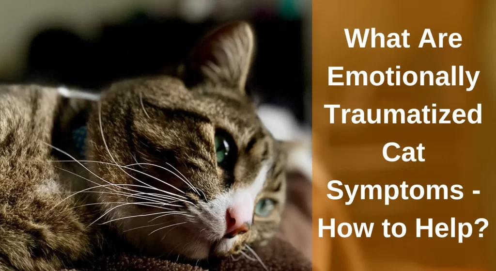 What Are Emotionally Traumatized Cat Symptoms And How To Help