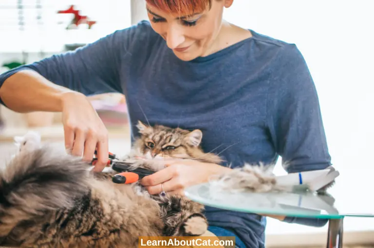 How to Prevent Matted Cat Fur