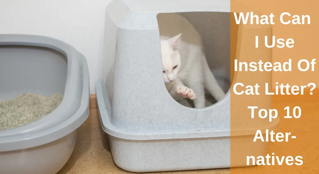 What Can I Use Instead Of Cat Litter? Top 13 BudgetFriendly Cat Litter