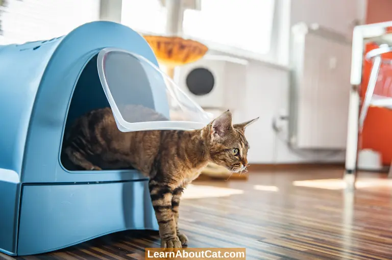 What Can You Do to Train Your Cat to Use the Litter box