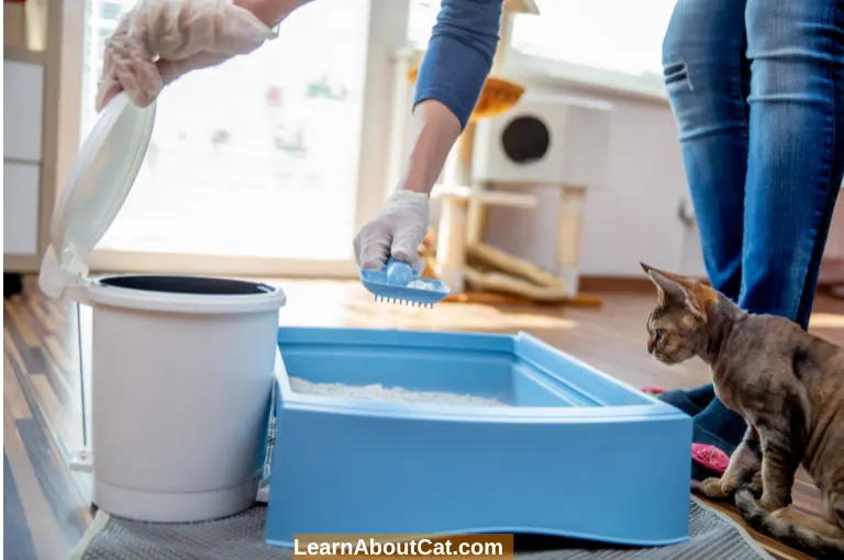 What Causes Cats to Urinate Outside the Litter Box