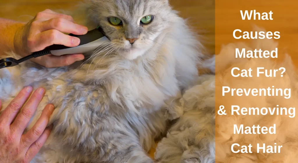 What Causes Matted Cat Fur? A Guide To Preventing And Removing Matted Cat  Hair - LearnAboutCat