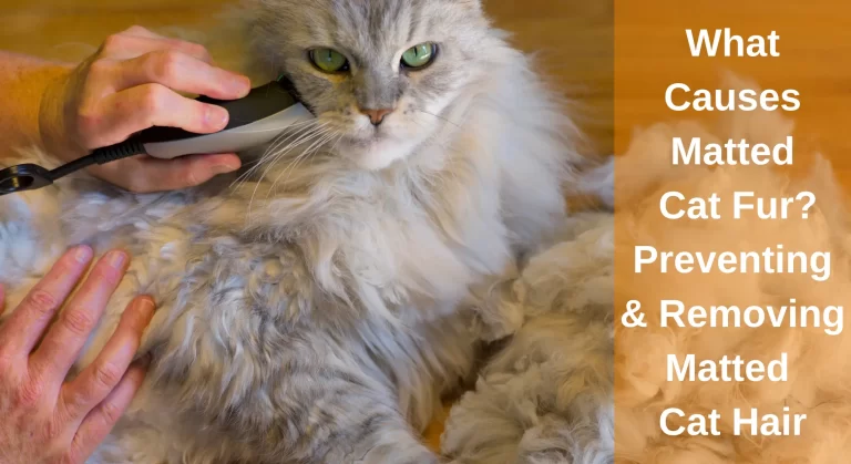 What Causes Matted Cat Fur? A Guide To Preventing And Removing Matted Cat Hair