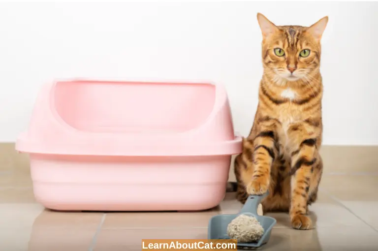 What Causes a Cat to Urinate Beyond the Litter box