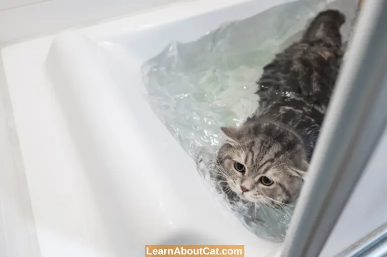What Dangers Come with Giving Your Cat a Bath