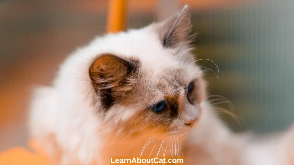 What are the Causes of Cat Dandruff