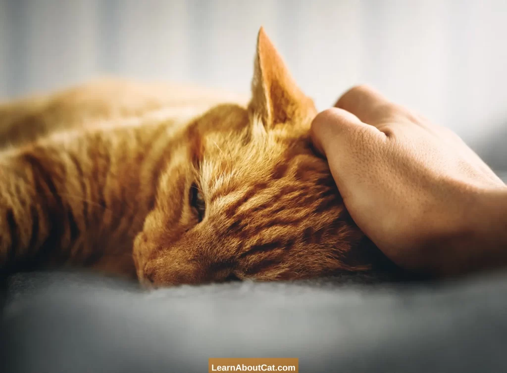 What are the Ways by Which You Can Help Your Cat to Reduce Anxiety & PTSD