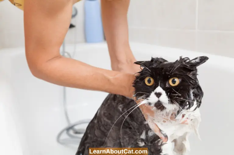 What should I do if I wash my cat with human shampoo