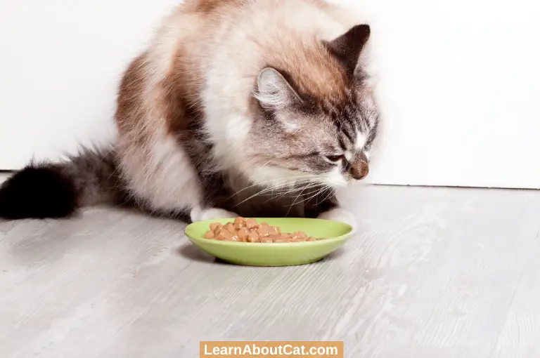 What to Feed a Cat Who Has Dental Diseases