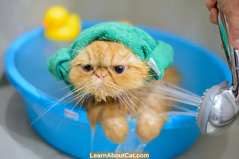 When Bathing a Kitten