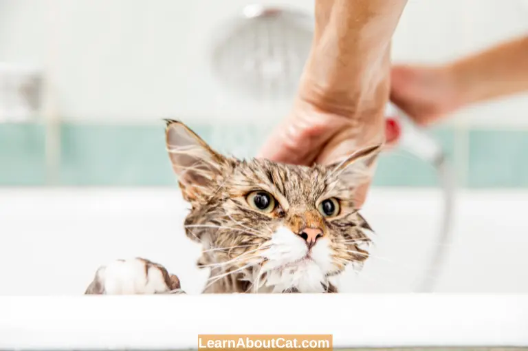 While Bathing a Cat in a Tub