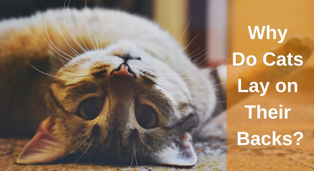Why Do Cats Lay on Their Backs? 12 Top Reasons LearnAboutCat