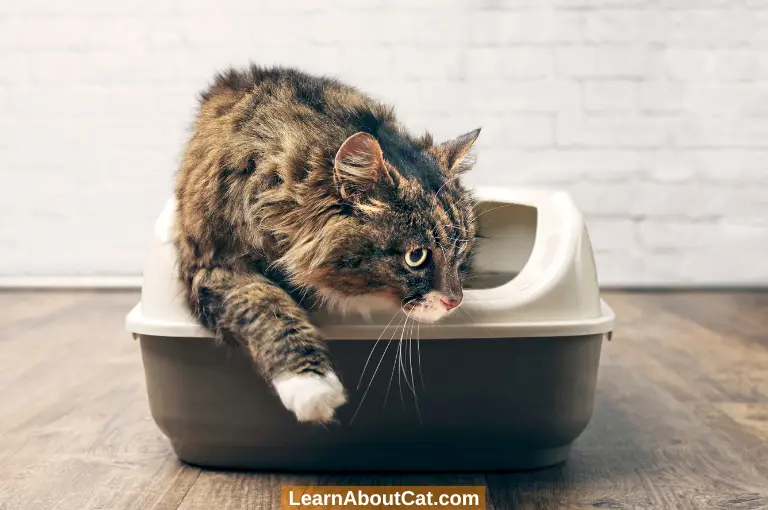 Why Do Cats Need Their Own Litter Boxes