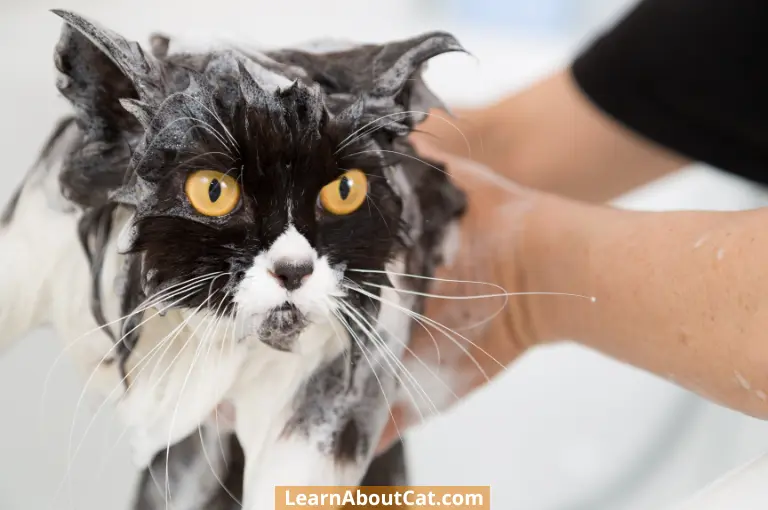 Why Is Human Shampoo Not Allowed for Cats