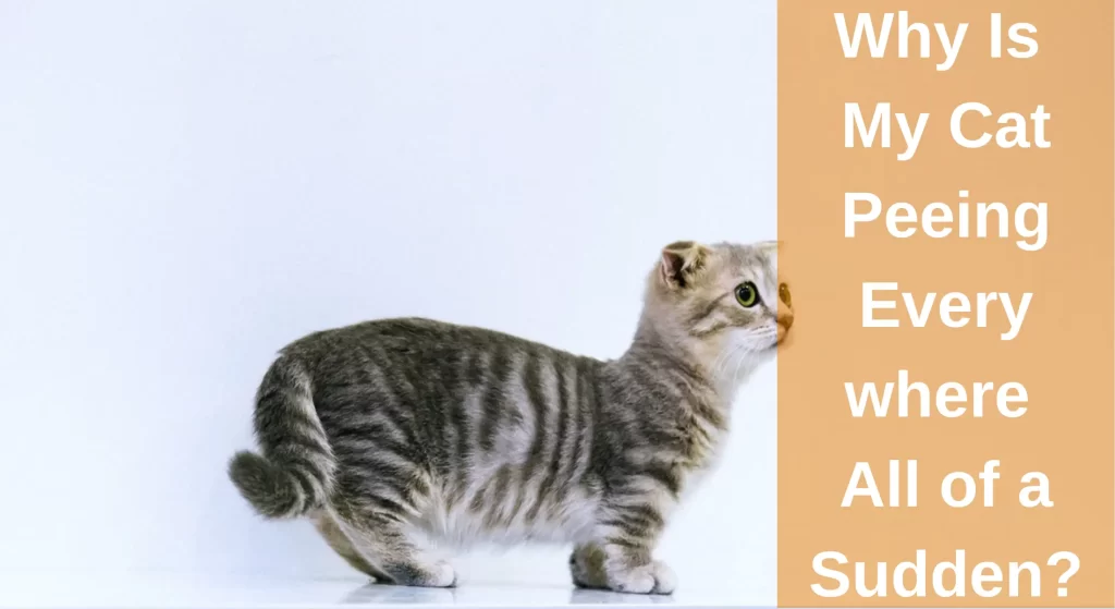 Why Is My Cat Peeing Everywhere All of a Sudden? Reasons And Solutions