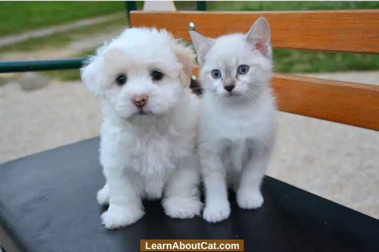 15 Tips on How to Introduce Your Cat to a Dog 
