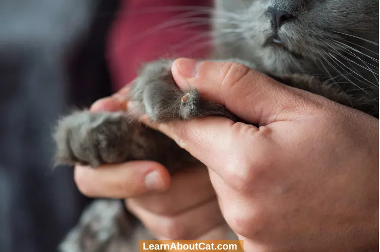 Alternatives to Cat Nail clipping