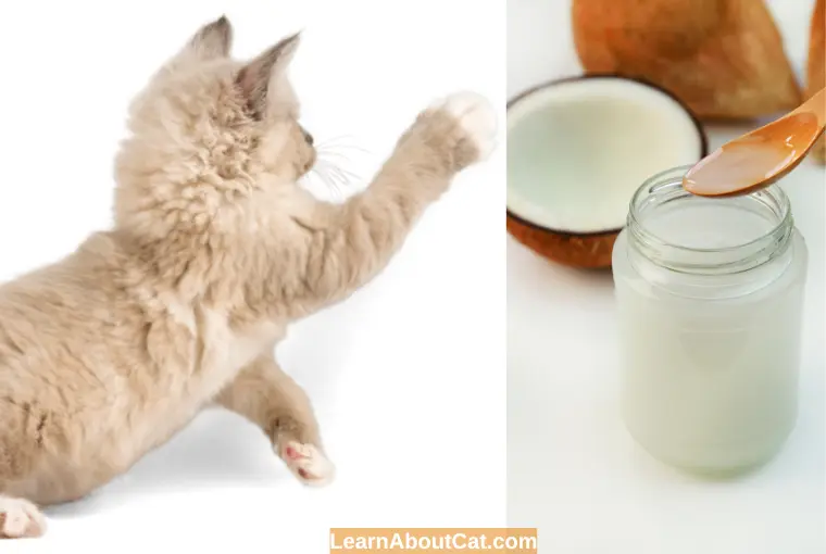 Alternatives to Coconut Oil for Cats