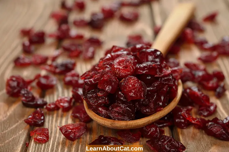 Are Dried Cranberries Safe for Cats