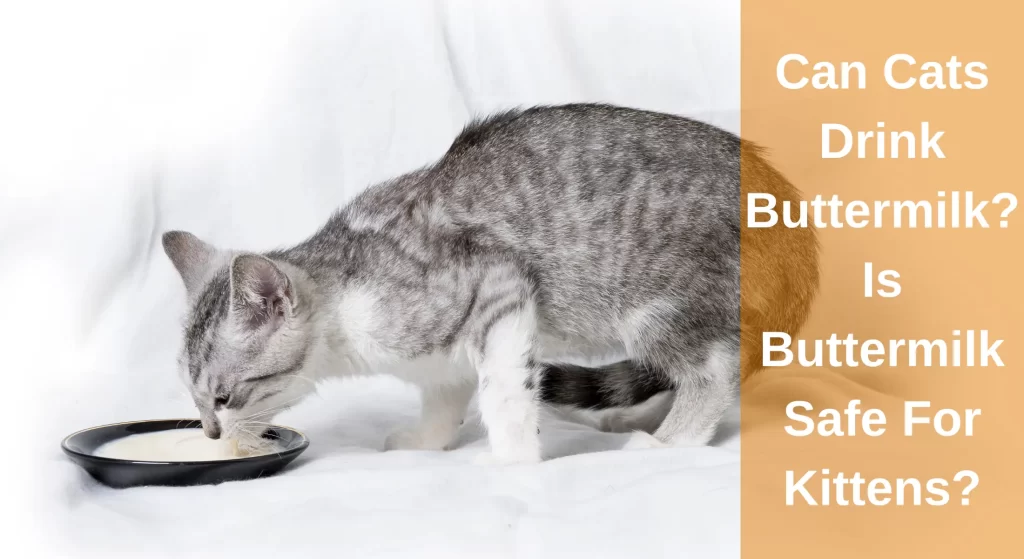 Can Cats Drink Buttermilk? Is Buttermilk Safe For Kittens? - LearnAboutCat